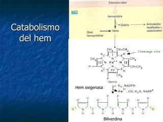 Catabolismo del hem Hem oxigenasa Biliverdina reductasa H H Bilirrubina indirecta, no conjugada o libre Biliverdina Hem oxigenasa 3+ 