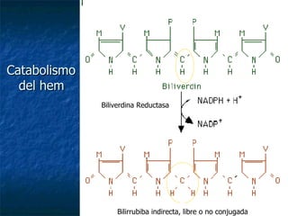 Biliverdina Reductasa Catabolismo  del hem Bilirrubiba indirecta, libre o no conjugada 