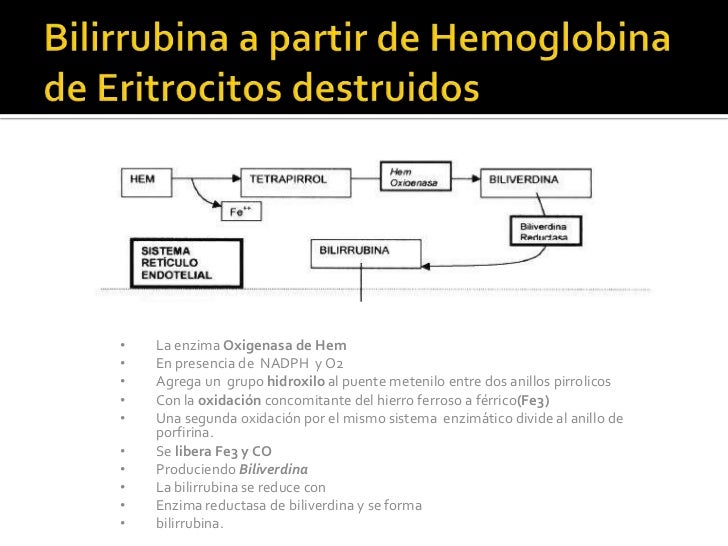 Entrar en metabolismo glucogeno
