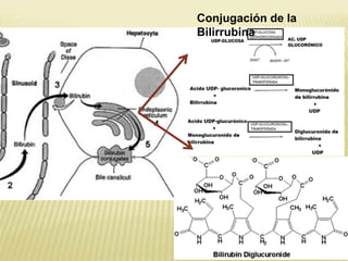 Conjugación de la
Bilirrubina
 