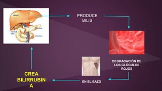 PRODUCE
BILIS
DEGRADACIÓN DE
LOS GLÓBULOS
ROJOS
EN EL BAZO
CREA
BILIRRUBIN
A
 