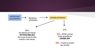INTESTINO
(DUODENO) Bacterias
(OXIDAN)
UROBILINÓGENO
80%
Se elimina en heces
ESTERCOBILINA
Es lo que le da el color
marrón a las heces.
20%
10% - Riñón (orina)
Color amarillento
UROBILINA
90% - Vuelve a la bilis
(se recicla)
 