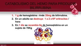 CATABOLISMO DEL HEMO PARA PRODUCIR
BILIRRUBINA
1. 1 g de hemoglobina rinde 35mg de bilirrubina.
2. En un adulto se destruye 1 a 2 x108 eritrocitos /
hora
3. En 1 día se recambia 6g de hemoglobina en un
sujeto de 70Kg
 