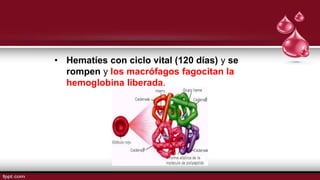 • Hematíes con ciclo vital (120 días) y se
rompen y los macrófagos fagocitan la
hemoglobina liberada.
 