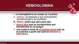 HEMOGLOBINA
• La hemoglobina se rompe en 2 partes:
A. globina: se degrada a sus aminoácidos
constituyentes y se reutilizan.
B. Hemo: anillo que abre para dar:
 hierro libre que es transportado por
transferrina en la sangre
 una cadena recta de 4 núcleos pirrol que es
el sustrato a partir del cual se formará la
bilirrubina.
 