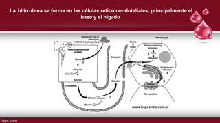 La bilirrubina se forma en las células reticuloendoteliales, principalmente el
bazo y el hígado.
 