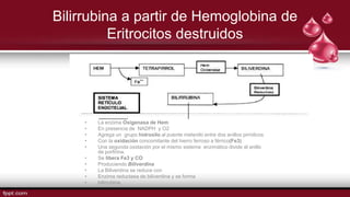 Bilirrubina a partir de Hemoglobina de
Eritrocitos destruidos
• La enzima Oxigenasa de Hem
• En presencia de NADPH y O2
• Agrega un grupo hidroxilo al puente metenilo entre dos anillos pirrolicos
• Con la oxidación concomitante del hierro ferroso a férrico(Fe3)
• Una segunda oxidación por el mismo sistema enzimático divide al anillo
de porfirina.
• Se libera Fe3 y CO
• Produciendo Biliverdina
• La Biliverdina se reduce con
• Enzima reductasa de biliverdina y se forma
• bilirrubina.
 