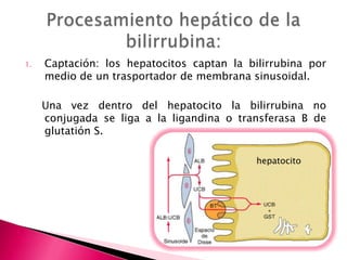 1.   Captación: los hepatocitos captan la bilirrubina por
     medio de un trasportador de membrana sinusoidal.

     Una ...