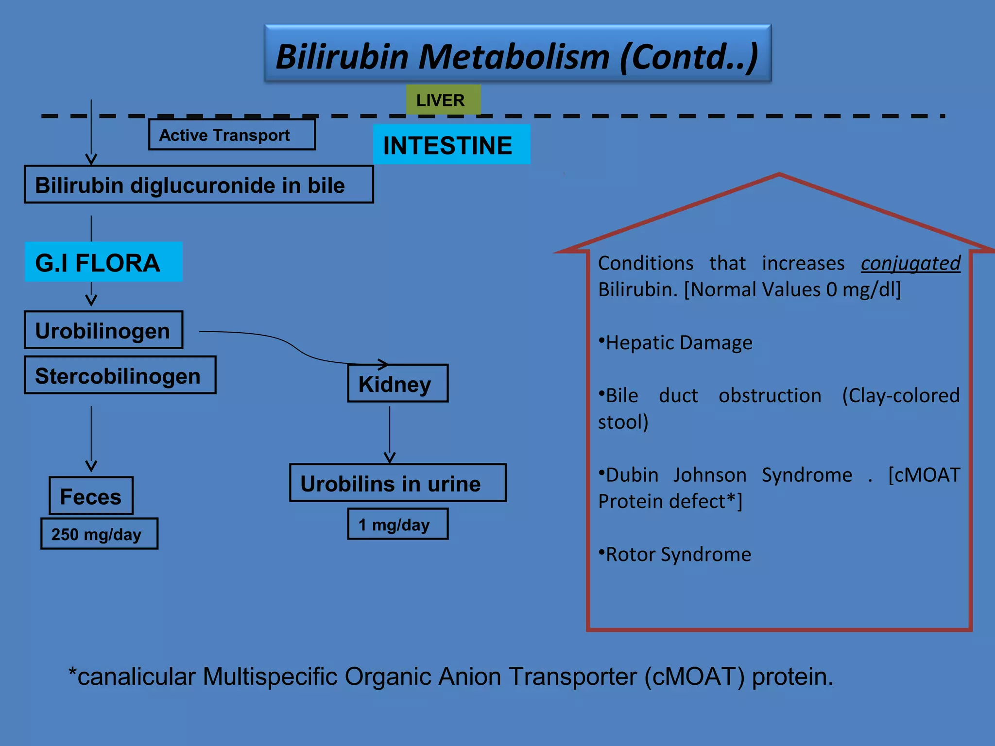 Bilirubin | PPT