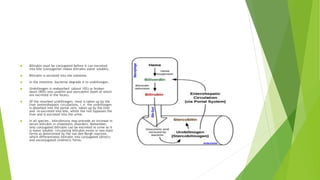  Bilirubin must be conjugated before it can excreted
into bile (conjugation makes bilirubin water soluble).
 Bilirubin is secreted into the intestine.
 In the intestine, bacterial degrade it to urobilinogen.
 Urobilinogen is reabsorbed (about 10%) or broken
down (90%) into urobilin and stercobilin (both of which
are excreted in the feces).
 Of the resorbed urobilinogen, most is taken up by the
liver (enterohepatic circulations, i. e. the urobilinogen
is absorbed into the portal vein, taken up by the liver
and re-excreted into bile, whilst the rest bypasses the
liver and is excreted into the urine.
 In all species , bilirubinuria may precede an increase in
serum bilirubin in cholestatic disorders. Remember,
only conjugated bilirubin can be excreted in urine as it
is water soluble. circulating bilirubin exists in two main
forms as determined by the van den Bergh reaction,
which differentiates bilirubin into conjugated (direct)
and unconjugated (indirect) forms.
 