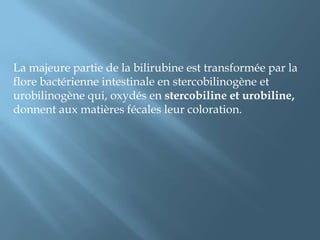 Une petite partie d’urobilinogene est réabsorbée et passe dans les veines sus-hépatiques pour être captée partiellement captée par le foie, une petite quantité passe dans la circulation systémique et est excrétée dans les urines.