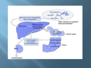 Dans les cholestases, la bilirubine conjuguée reflue dans le courant sanguin, et peut se lier à l'albumine par des liaisons covalentes, formant la bilirubine delta. Au total, pourront être mesurées dans le sang les bilirubines non conjuguée et conjuguée (mono- + diglucuronides + bilirubine delta). La bilirubine non conjuguée est la fraction potentiellement dangereuse en raison de sa liposolubilité, elle se fixe sur les noyaux gris centraux si sa capacité de transport par l'albumine est dépassée, provoquant l'ictère nucléaire.