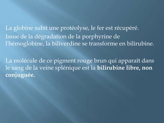 La globine subit une protéolyse, le fer est récupéré. Issue de la dégradation de la porphyrine de l'hémoglobine, la biliverdine se transforme en bilirubine. La molécule de ce pigment rouge brun qui apparaît dans le sang de la veine splénique est la bilirubine libre, non conjuguée. 