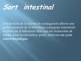 La majeure partie de la bilirubine est transformée par la flore bactérienne intestinale en stercobilinogène et urobilinogène qui, oxydés en stercobiline et urobiline, donnent aux matières fécales leur coloration.