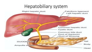 Hepatobiliary system
 