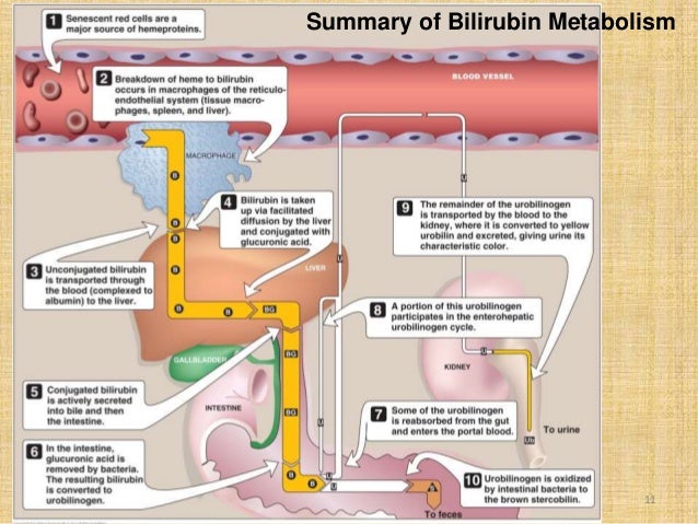 Bilirubin metabolism Biology Diagrams