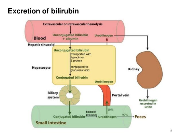 process n metabolism Bilirubin process n metabolism Bilirubin
