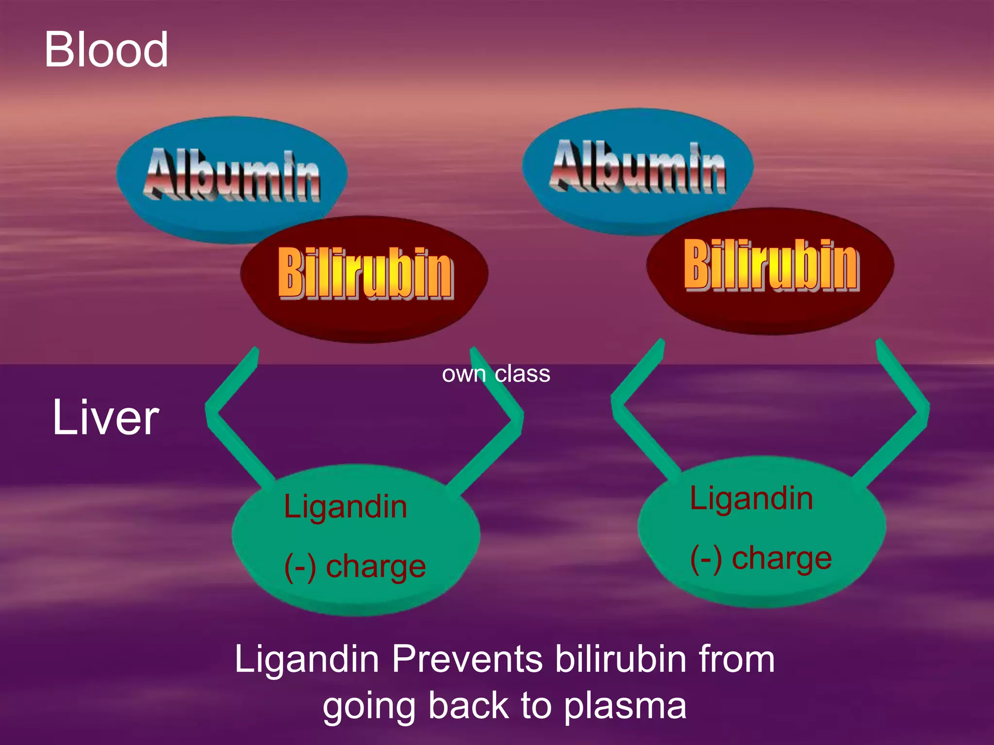 Blood
Liver
Ligandin
(-) charge
Ligandin
(-) charge
Ligandin Prevents bilirubin from
going back to plasma
own class
 