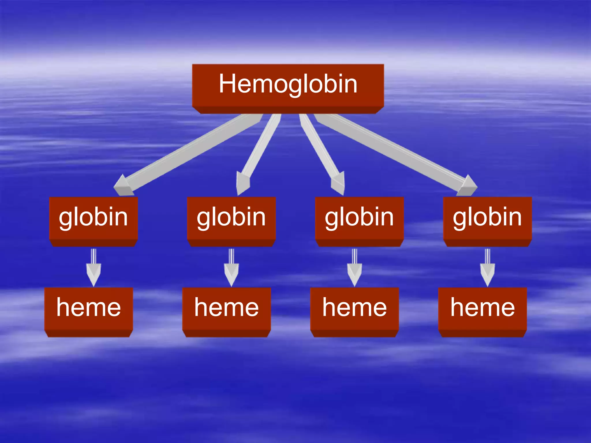 globin globin globin globin
Hemoglobin
heme heme heme heme
 