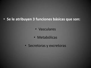 • Se le atribuyen 3 funciones básicas que son:

                   • Vasculares

                  • Metabólicas

            • Secretoras y excretoras
 