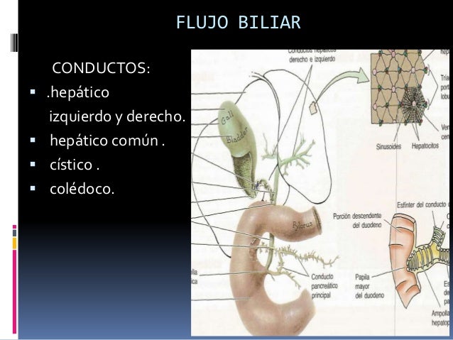 El Higado Vierte La Bilis Directamente Al Duodeno