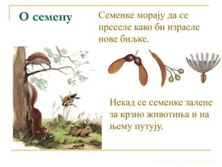 О семену Семенке морају да се
преселе како би израсле
нове биљке.
Некад се семенке залепе
за крзно животиња и на
њему путују.
ЂУРЂИЦА СТОЈКОВИЋ
 