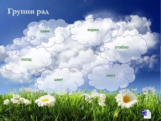 Групни рад
стабло
лист
семе корен
цвет
полд
 