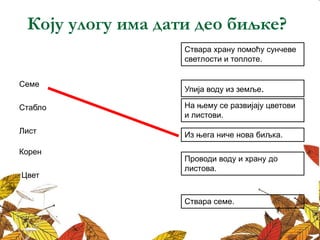Коју улогу има дати део биљке?
Ствара храну помоћу сунчеве
светлости и топлоте.
Из њега ниче нова биљка.
На њему се развијају цветови
и листови.
Проводи воду и храну до
листова.
Упија воду из земље.
Семе
Стабло
Лист
Корен
Цвет
Ствара семе.
 
