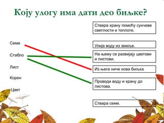 Коју улогу има дати део биљке?
Ствара храну помоћу сунчеве
светлости и топлоте.
Из њега ниче нова биљка.
На њему се развијају цветови
и листови.
Проводи воду и храну до
листова.
Упија воду из земље.
Семе
Стабло
Лист
Корен
Цвет
Ствара семе.
 