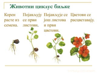 Животни циклус биљке
Корен
расте из
семена.
Појављују
се први
листови.
Појављује се
још листова
и први
цветови.
Цветови се
расцветавају.
ЂУРЂИЦА СТОЈКОВИЋ
 