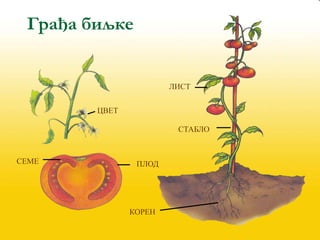 СТАБЛО
ЛИСТ
ПЛОД
СЕМЕ
ЦВЕТ
КОРЕН
Грађа биљке
 