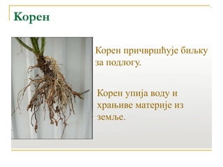 Kорен
Корен упија воду и
храњиве материје из
земље.
Корен причвршћује биљку
за подлогу.
 