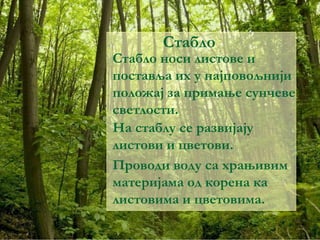 Стабло
Проводи воду са храњивим
материјама од корена ка
листовима и цветовима.
Стабло носи листове и
поставља их у најповољнији
положај за примање сунчеве
светлости.
На стаблу се развијају
листови и цветови.
 