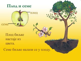 плод
семе
Плод биљке
настаје из
цвета.
Семе биљке налази се у плоду.
Плод и семе
 