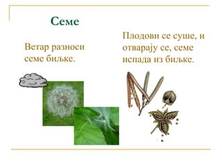 Семе
Ветар разноси
семе биљке.
Плодови се суше, и
отварају се, семе
испада из биљке.
 