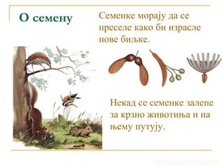 О семену Семенке морају да се
преселе како би израсле
нове биљке.
Некад се семенке залепе
за крзно животиња и на
њему путују.
ЂУРЂИЦА СТОЈКОВИЋ
 