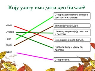 Коју улогу има дати део биљке?
Ствара храну помоћу сунчеве
светлости и топлоте.
Из њега ниче нова биљка.
На њему се развијају цветови
и листови.
Проводи воду и храну до
листова.
Упија воду из земље.Семе
Стабло
Лист
Корен
Цвет
Ствара семе.
 