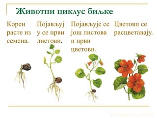 Животни циклус биљке
Корен
расте из
семена.
Појављуј
у се први
листови.
Појављује се
још листова
и први
цветови.
Цветови се
расцветавају.
ЂУРЂИЦА СТОЈКОВИЋ
 