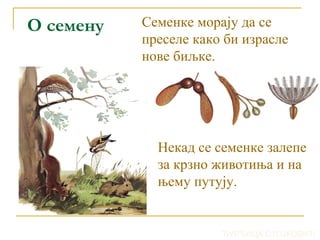 О семену Семенке морају да се 
преселе како би израсле 
нове биљке. 
Некад се семенке залепе 
за крзно животиња и на 
њему путују. 
ЂУРЂИЦА СТОЈКОВИЋ 
 