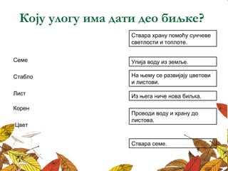 Коју улогу има дати део биљке? 
Ствара храну помоћу сунчеве 
светлости и топлоте. 
Семе Упија воду из земље. 
Стабло 
На њему се развијају цветови 
и листови. 
Из њега ниче нова биљка. 
Проводи воду и храну до 
листова. 
Лист 
Корен 
Цвет 
Ствара семе. 
 