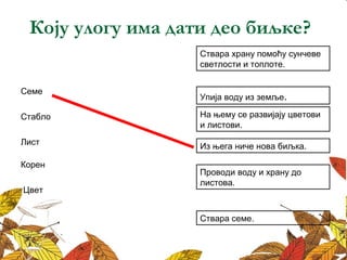 Коју улогу има дати део биљке? 
Ствара храну помоћу сунчеве 
светлости и топлоте. 
Семе Упија воду из земље. 
Стабло 
На њему се развијају цветови 
и листови. 
Из њега ниче нова биљка. 
Проводи воду и храну до 
листова. 
Лист 
Корен 
Цвет 
Ствара семе. 
 