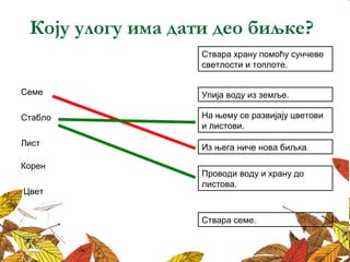 Коју улогу има дати део биљке? 
Ствара храну помоћу сунчеве 
светлости и топлоте. 
Семе Упија воду из земље. 
Стабло 
На њему се развијају цветови 
и листови. 
Из њега ниче нова биљка. 
Проводи воду и храну до 
листова. 
Лист 
Корен 
Цвет 
Ствара семе. 
 