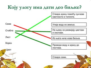 Коју улогу има дати део биљке? 
Ствара храну помоћу сунчеве 
светлости и топлоте. 
Семе Упија воду из земље. 
Стабло 
На њему се развијају цветови 
и листови. 
Из њега ниче нова биљка. 
Проводи воду и храну до 
листова. 
Лист 
Корен 
Цвет 
Ствара семе. 
 