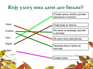 Коју улогу има дати део биљке? 
Ствара храну помоћу сунчеве 
светлости и топлоте. 
Семе Упија воду из земље. 
Стабло 
На њему се развијају цветови 
и листови. 
Из њега ниче нова биљка. 
Проводи воду и храну до 
листова. 
Лист 
Корен 
Цвет 
Ствара семе. 
 
