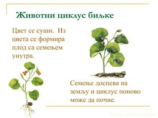 Животни циклус биљке 
Цвет се суши. Из 
цвета се формира 
плод са семењем 
унутра. 
Семење доспева на 
земљу и циклус поново 
може да почне. 
ЂУРЂИЦА СТОЈКОВИЋ 
 