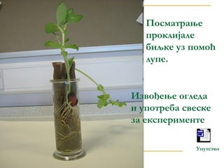 Посматрање 
проклијале 
биљке уз помоћ 
лупе. 
Извођење огледа 
и употреба свеске 
за експерименте 
Microsoft Word 
Document 
Упутство 
 