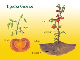 ЛИСТ 
СТАБЛО 
Грађа биљке 
ЦВЕТ 
СЕМЕ ПЛОД 
КОРЕН 
 