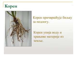 Kорен 
Корен причвршћује биљку 
за подлогу. 
Корен упија воду и 
храњиве материје из 
земље. 
 