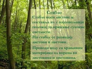 Стабло 
Стабло носи листове и 
поставља их у најповољнији 
положај за примање сунчеве 
светлости. 
На стаблу се развијају 
листови и цветови. 
Проводи воду са храњивим 
материјама од корена ка 
листовима и цветовима. 
 