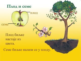 Плод и семе 
плод 
семе 
Плод биљке 
настаје из 
цвета. 
Семе биљке налази се у плоду. 
 